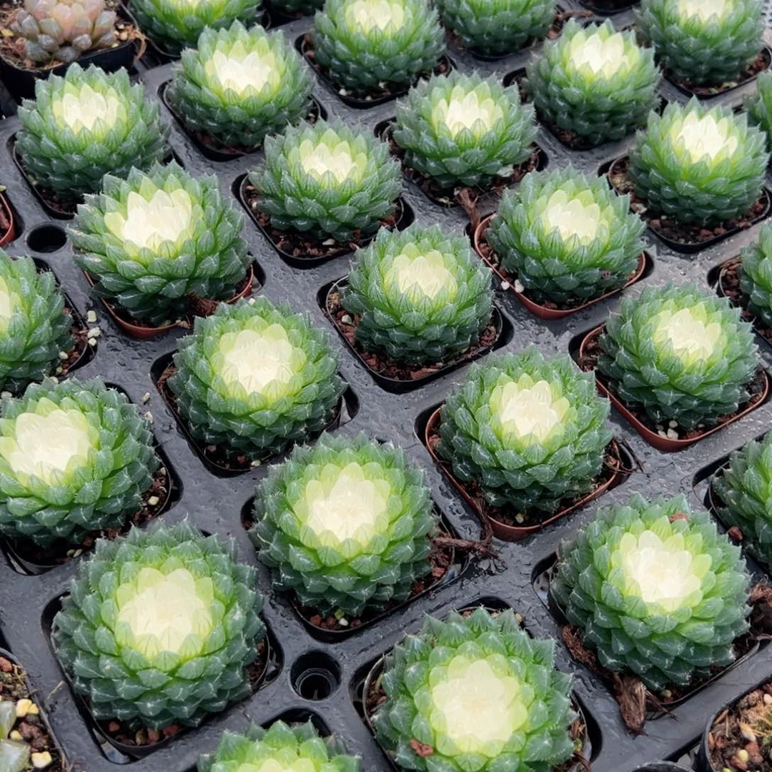 宝莲灯玉露多肉植物一颗