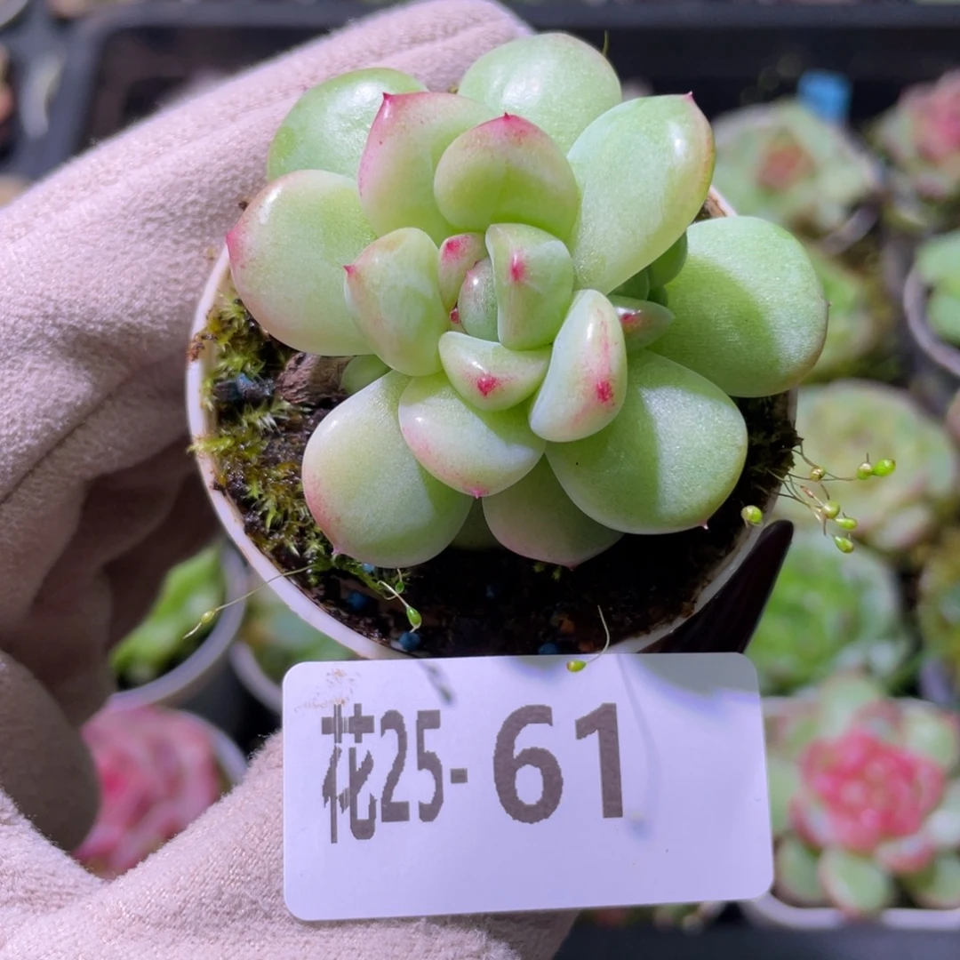 花利美25-61新品珍妮