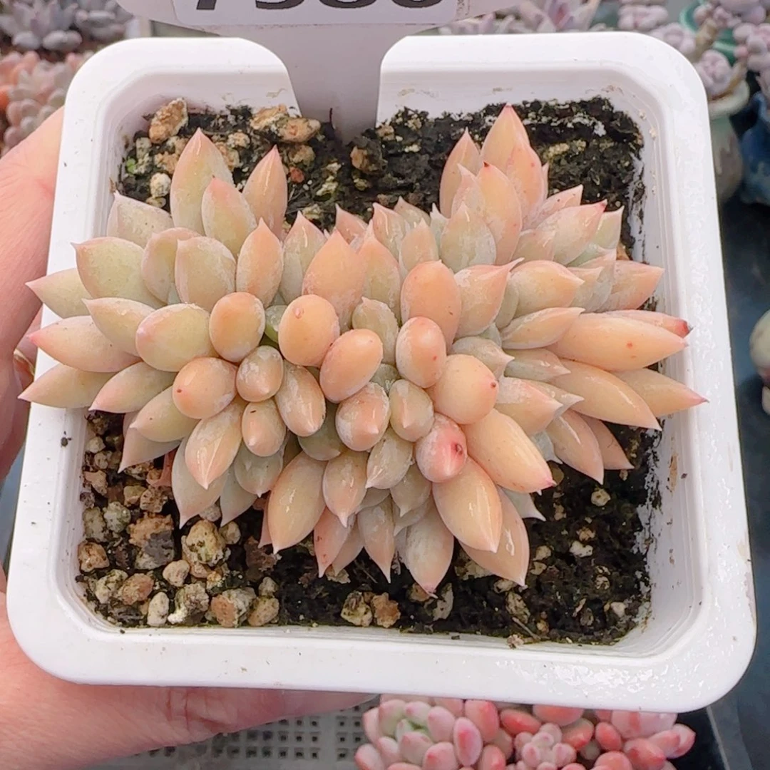 多肉植物7580…………….