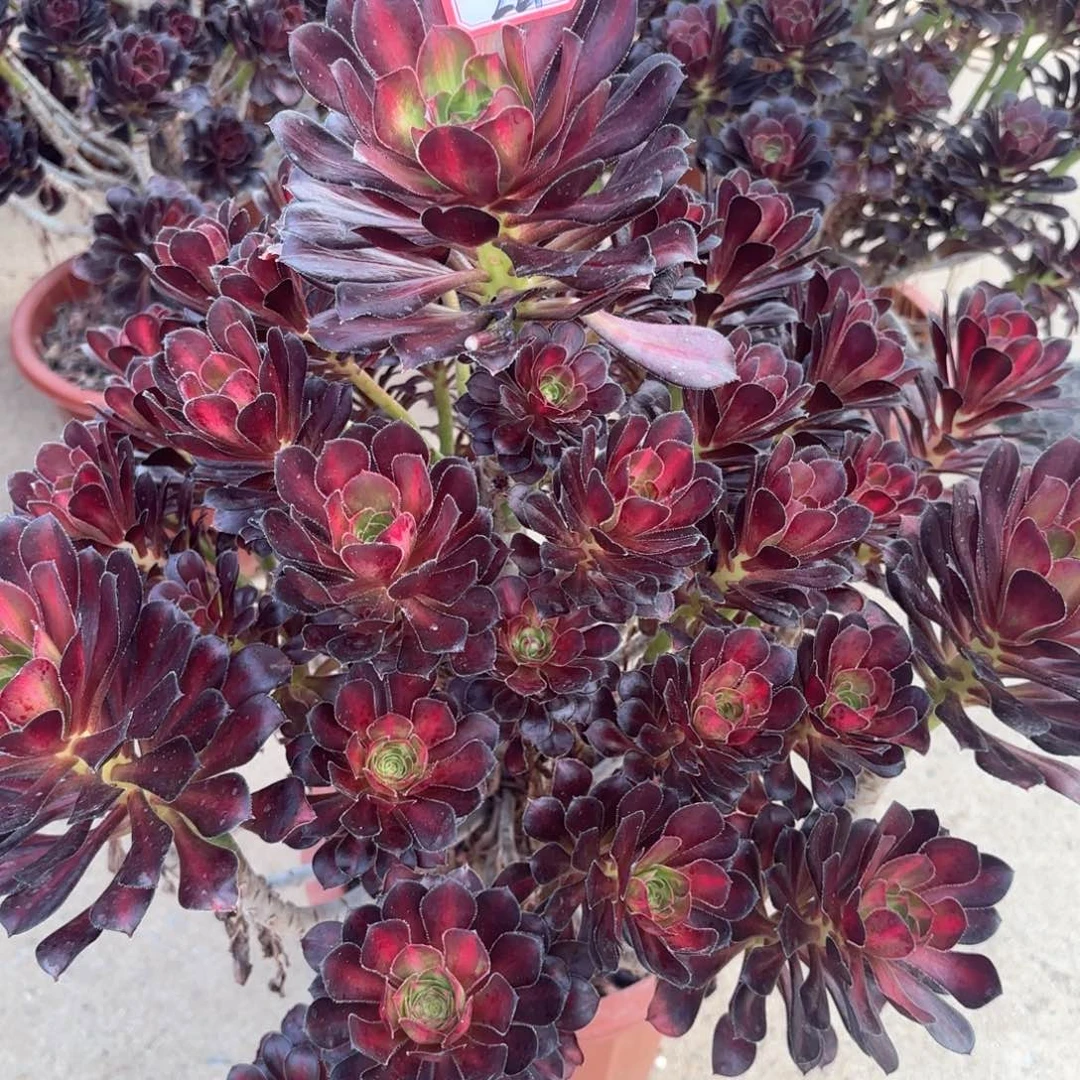 全部花朵221晚霞多肉植物