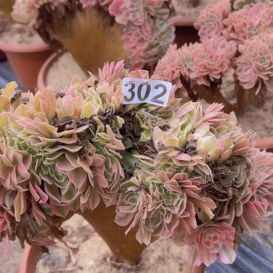 心***善多肉植物一个女巫