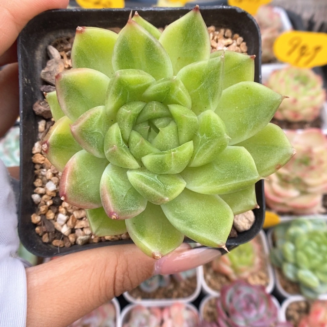 珍妮锦可拍958号。