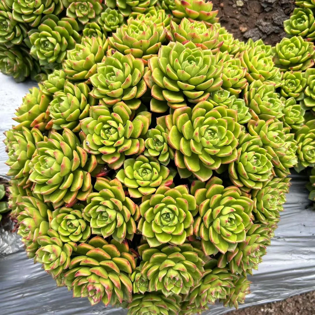 地栽火焰玫瑰蒂亚冠幅20公分起