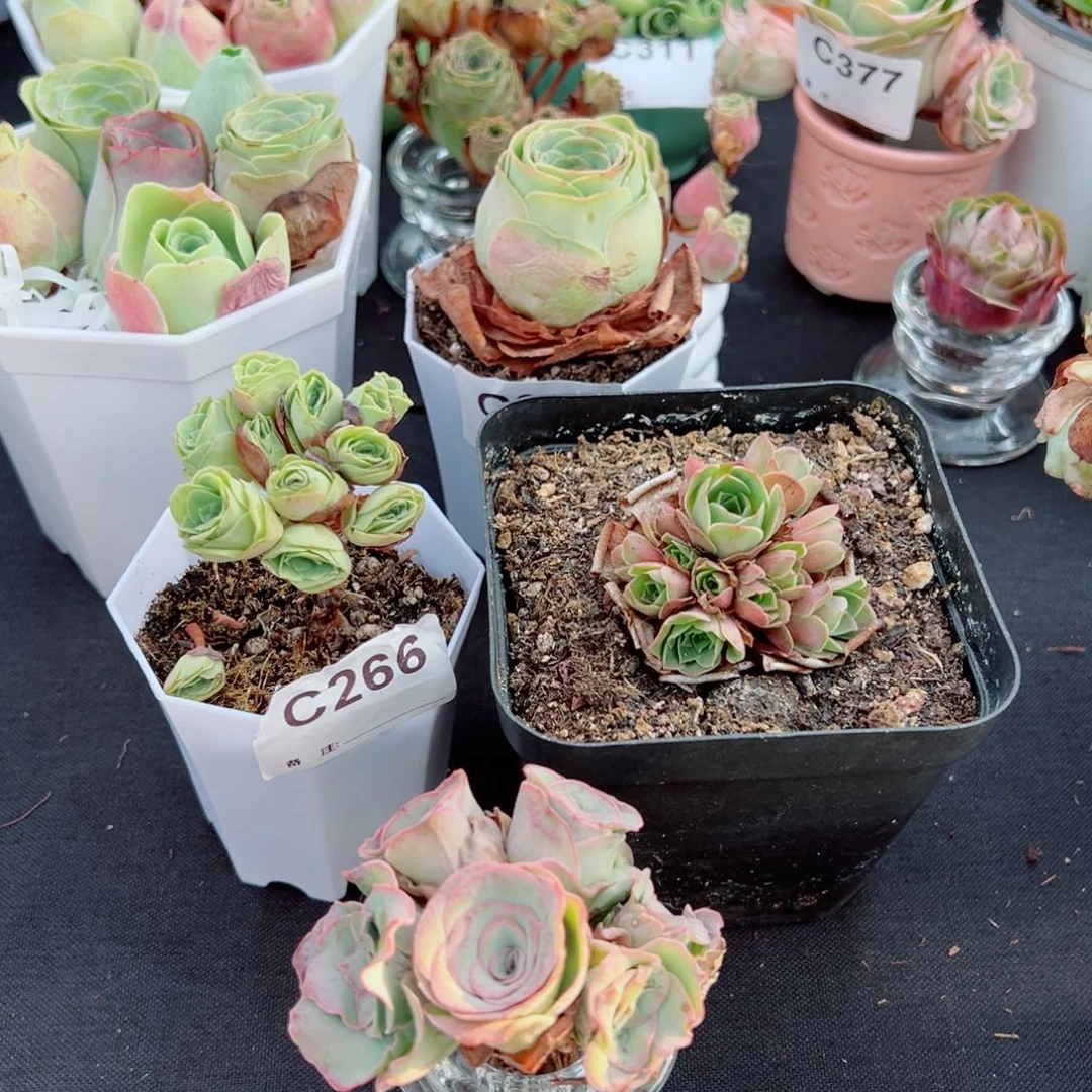 Y****小Y优选 戈梅拉小树➕妮娜小绣球群➕孤品边线变异绣球