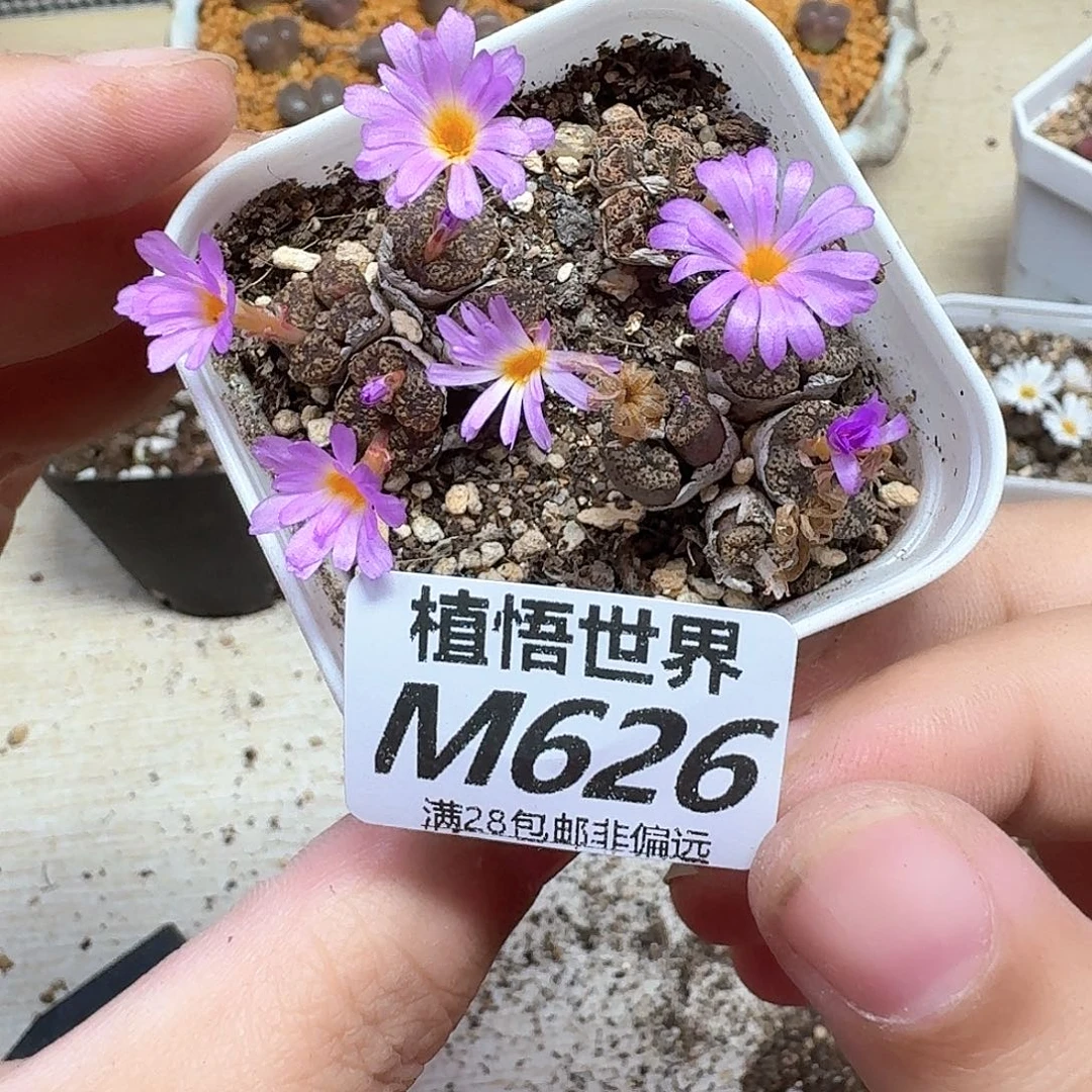多肉植物的人额分g