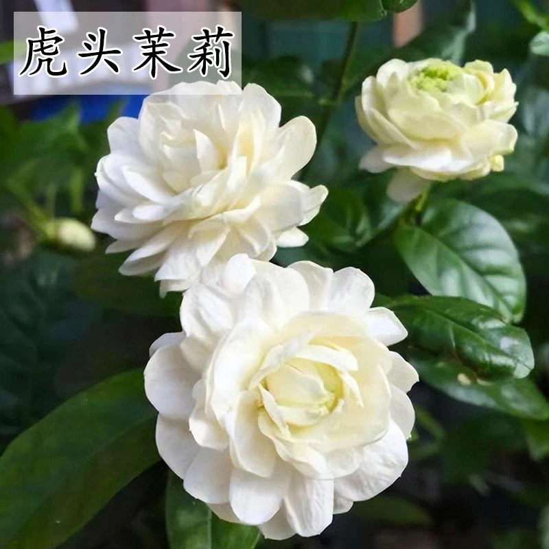 虎头茉莉盆栽花卉重瓣浓香白色茉莉花苗室内四季开花绿植