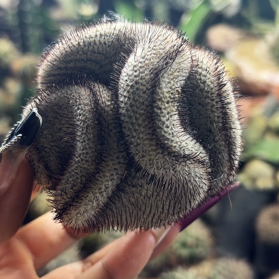 直刺配雷缀化有根仙人球1111111