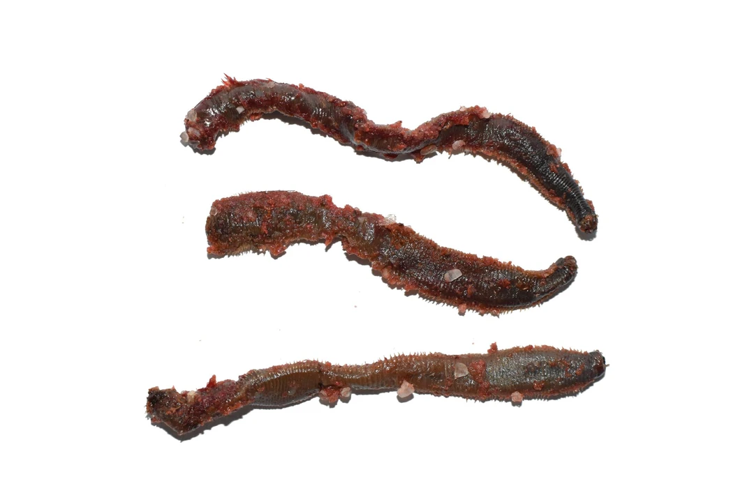 【海钓精品】腌制肉蛆黄鱼黑鱼等海钓秘制鱼饵[非食品]