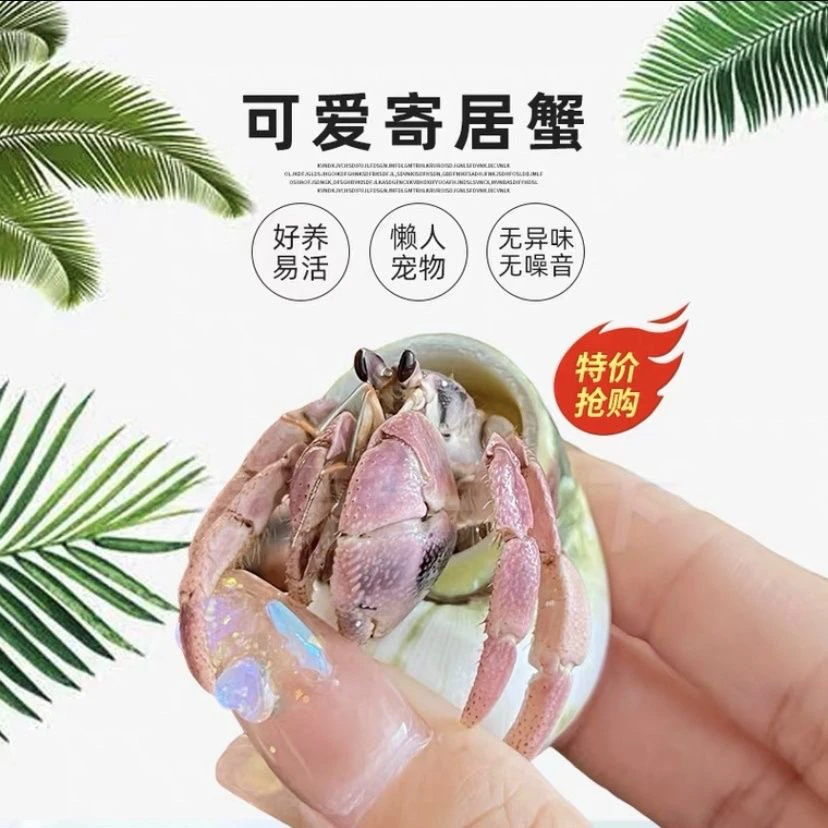 直播间选蟹专用补差价链接