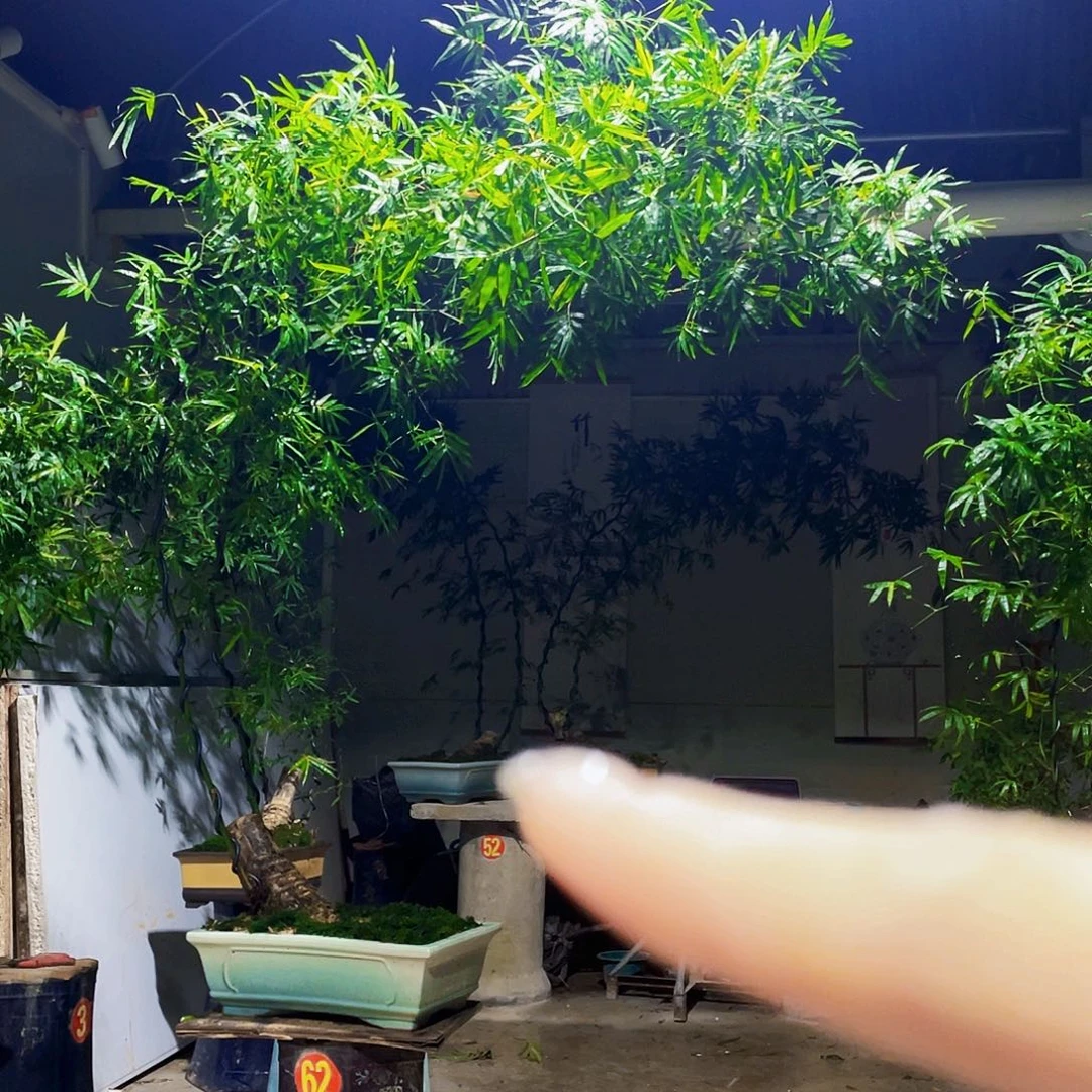 梅***子无花朵小叶簕竹熟桩陶瓷盆一物一拍