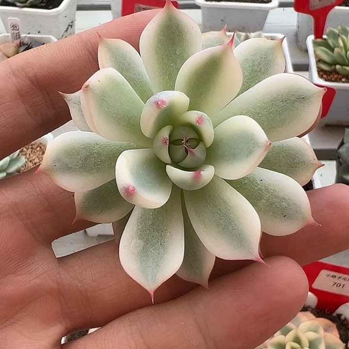 白白吉娃娃锦多肉植物