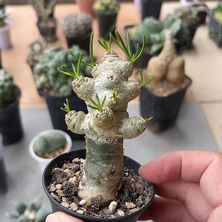 无花朵万物象块根一物一拍