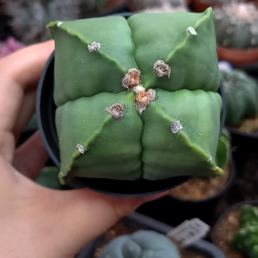 【闪购商品】四角(善怀)