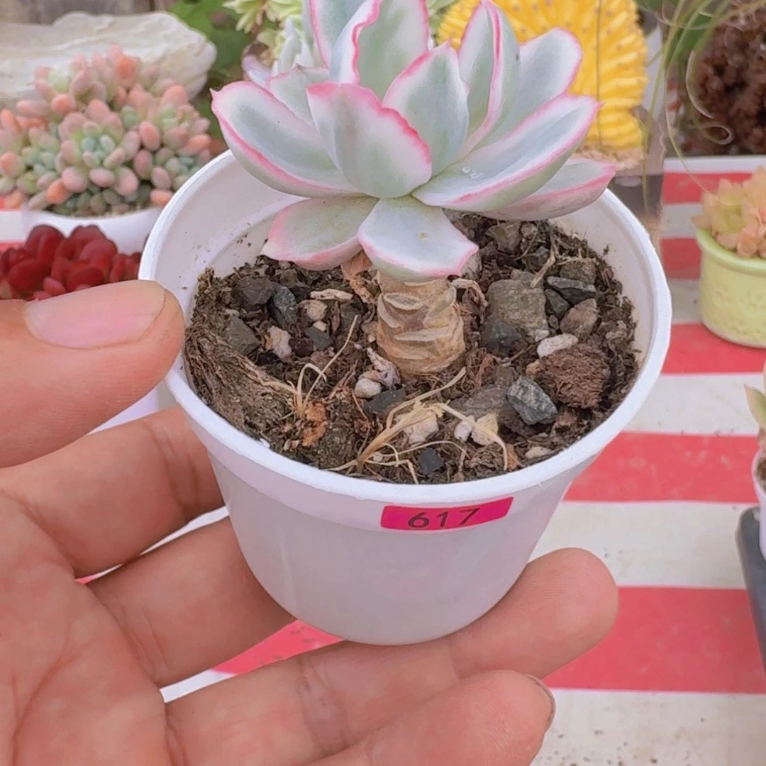 龙*控一物一拍编号617