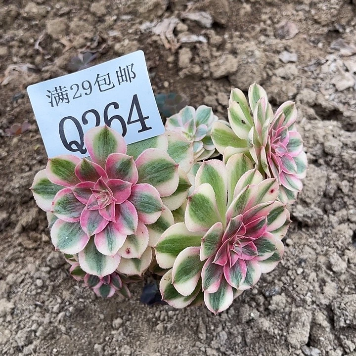 264倾城多肉植物