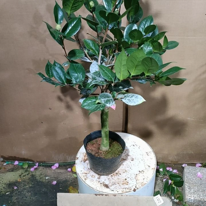 417大冠峰，原盆原土，不包邮