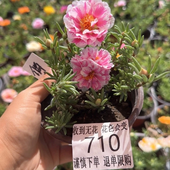 全部花朵710俏芙蓉超小苗盆口10cm