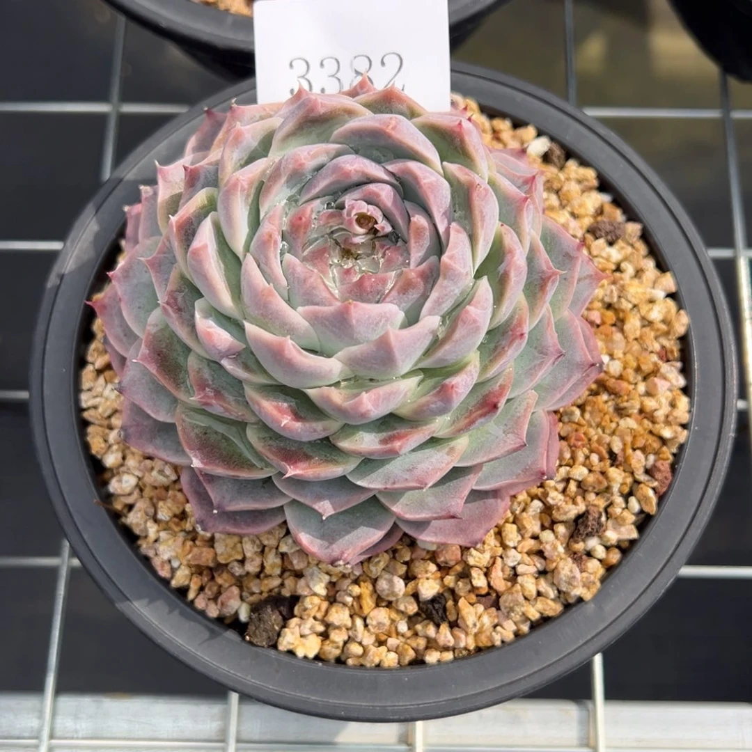 H****夏3382多肉多多多多