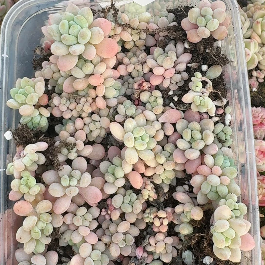 欧**菲杂交新品珍妮多肉41