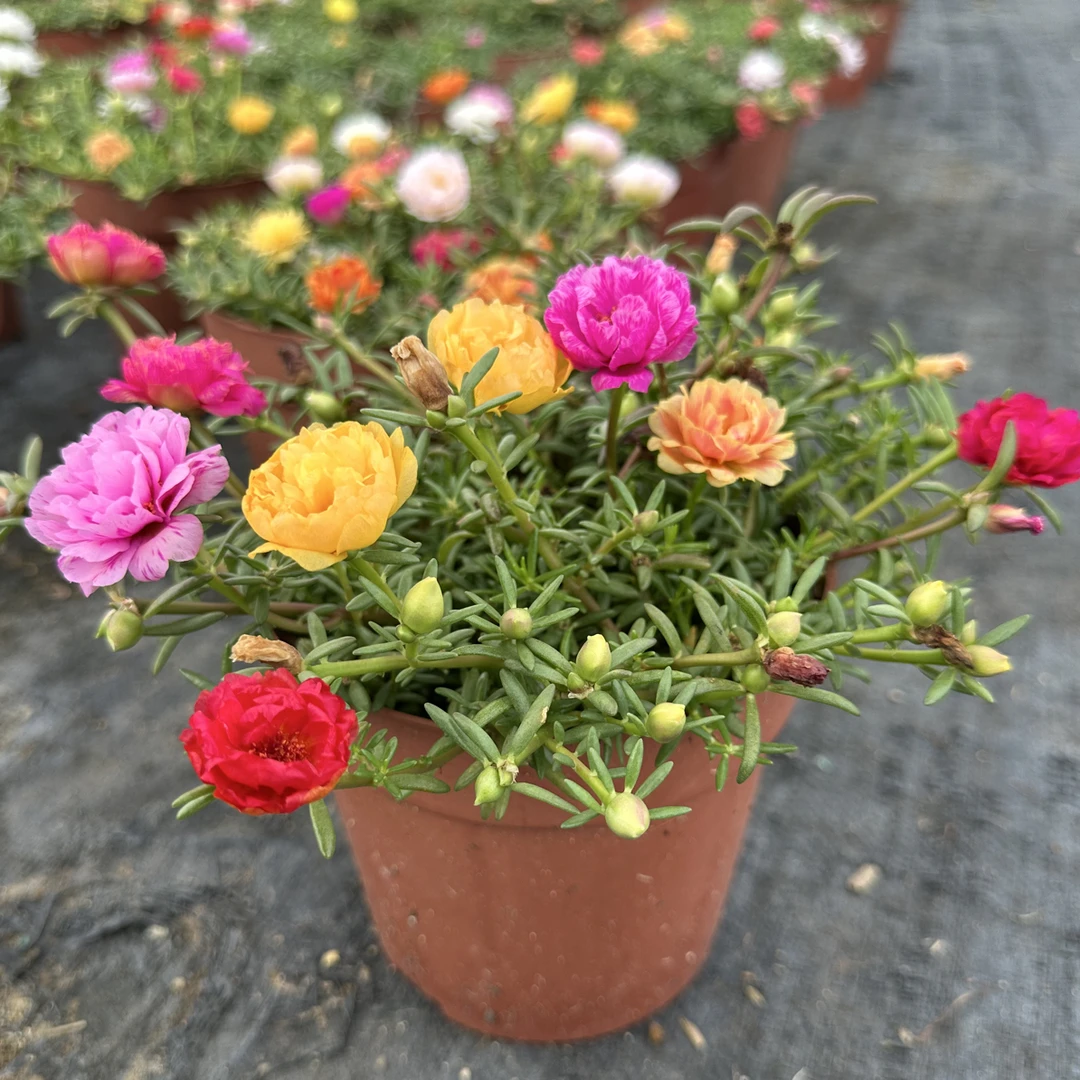 多色重瓣宿根太阳花好养活盆栽绿植