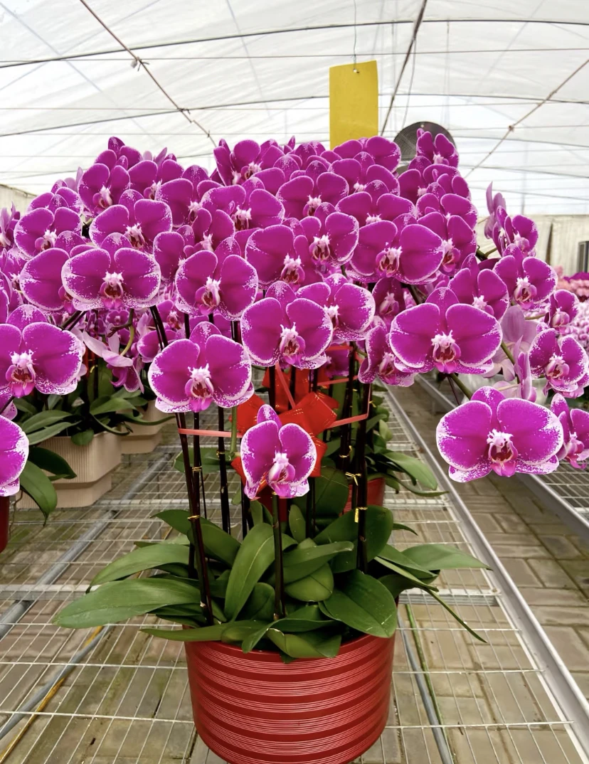 《金财主》蝴蝶兰出梗苗2.8寸杯爆根布花剑大花稀有品种