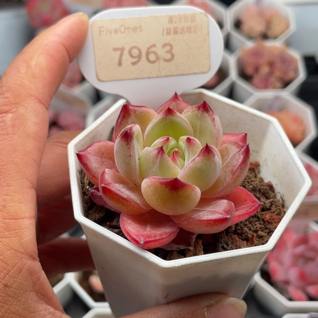 黑武士7963-5.5厘米