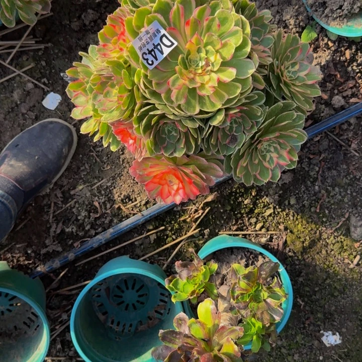 海燕花花25-36包邮花花