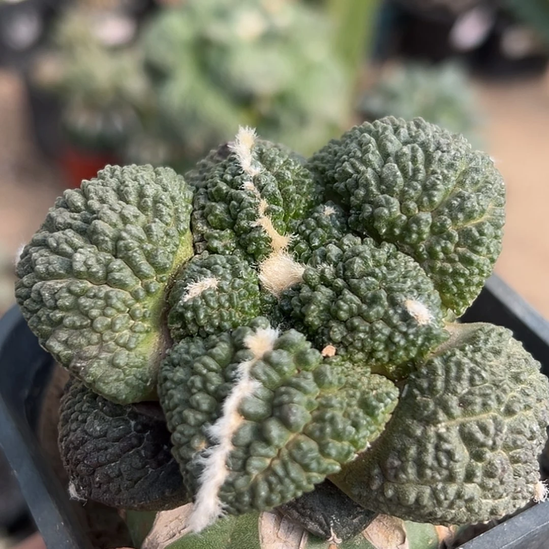 完全开放福利细颗粒大尤哥斯拉牡丹509