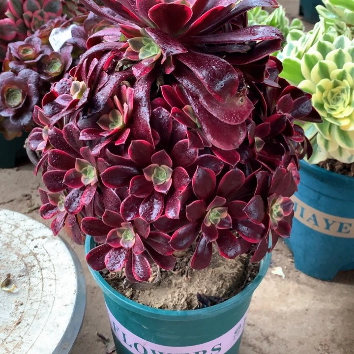 181金丝雀多肉植物