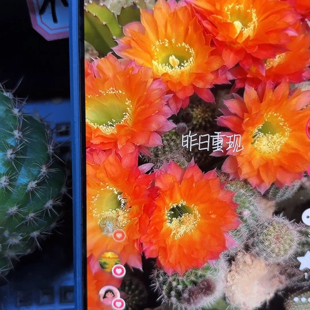 昨日重现无根侧牙四公分44