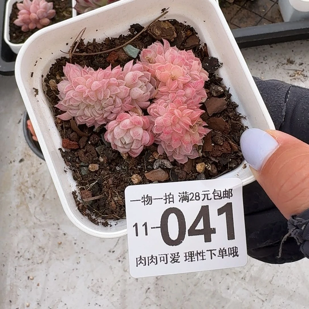 羊脂球缀无盆无发货我