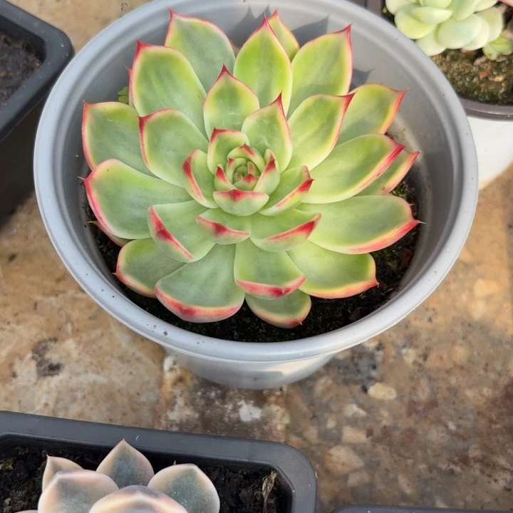 桃花一物一拍好看