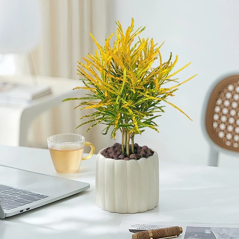 招财黄金木洒金榕盆栽室内阳台绿植花卉办公桌面四季好养观叶植物