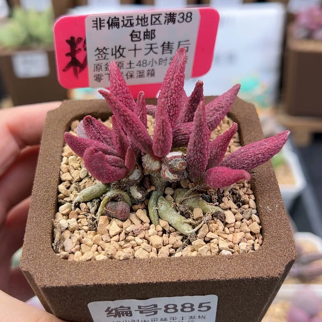 885猪尾巴多肉植物