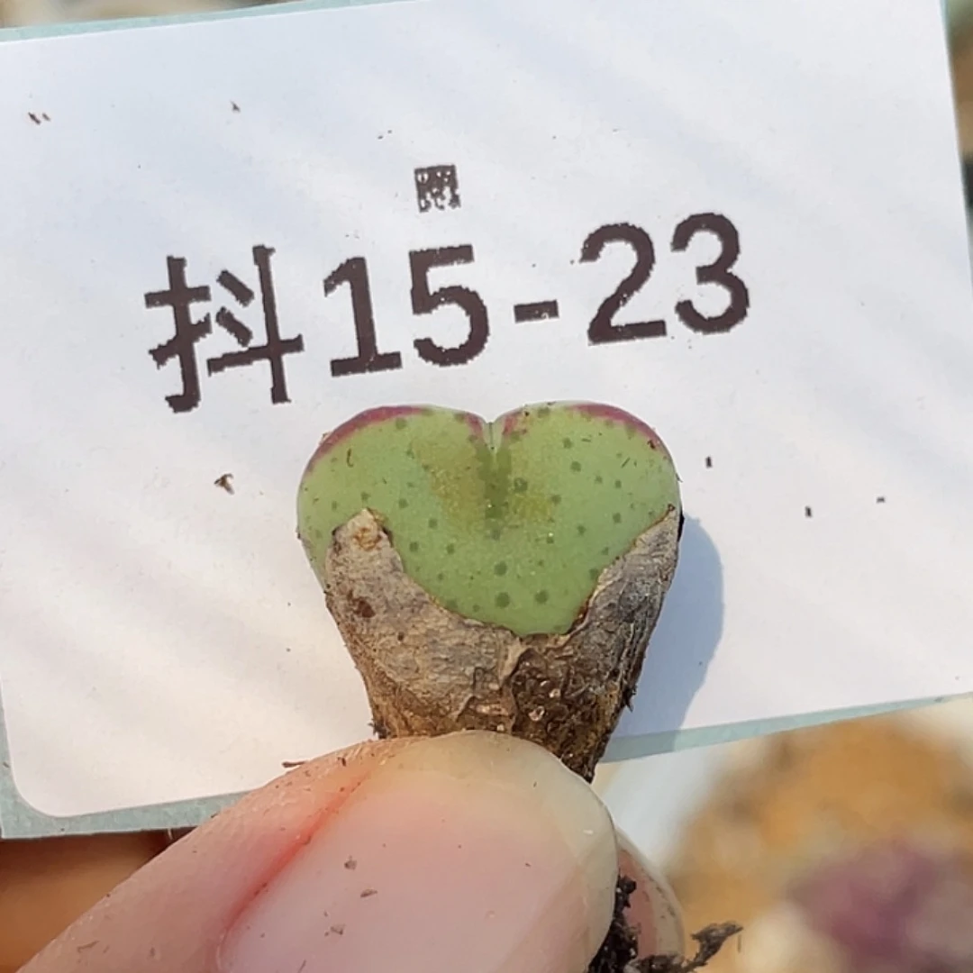 15-23爱心将多肉植物