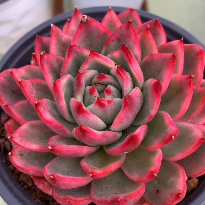 璐*蔚蓝乌木锦锦上园艺一物一拍