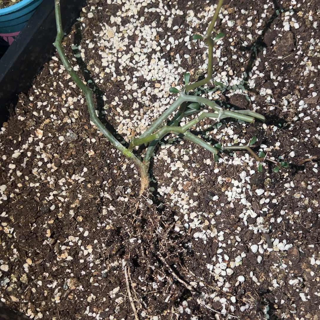 M****?弯曲龙多头群植物