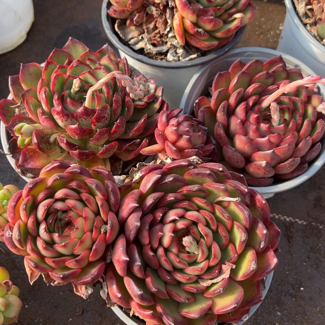 多肉植物安娜玫瑰一堆