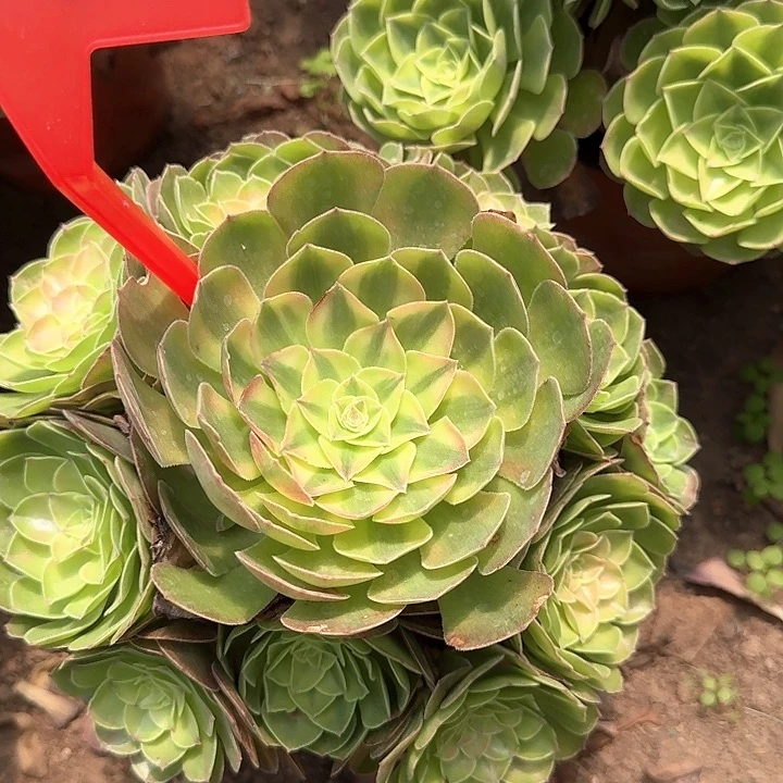 3-8035雨荷多肉法师