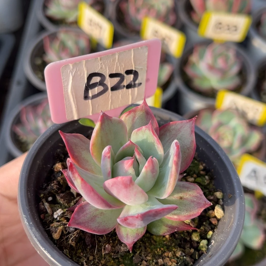 昱*B22惊鸿单头多肉