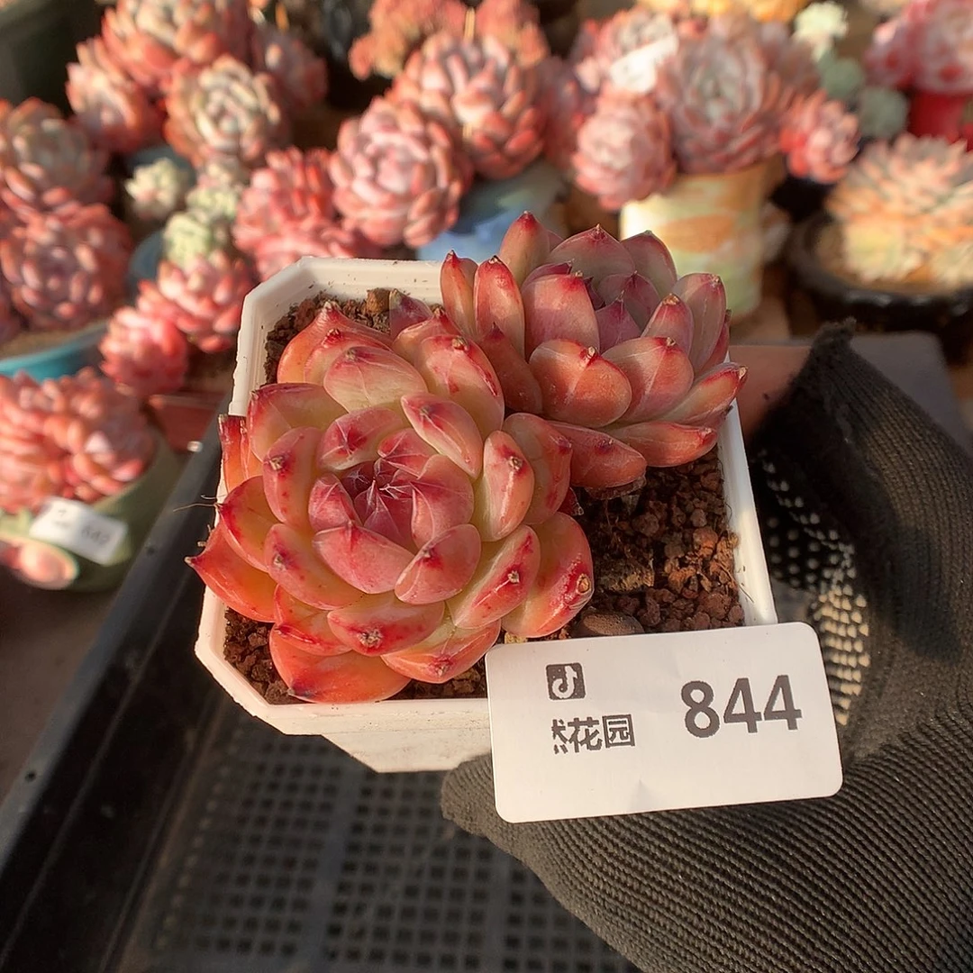 844卡罗拉多肉植物6666