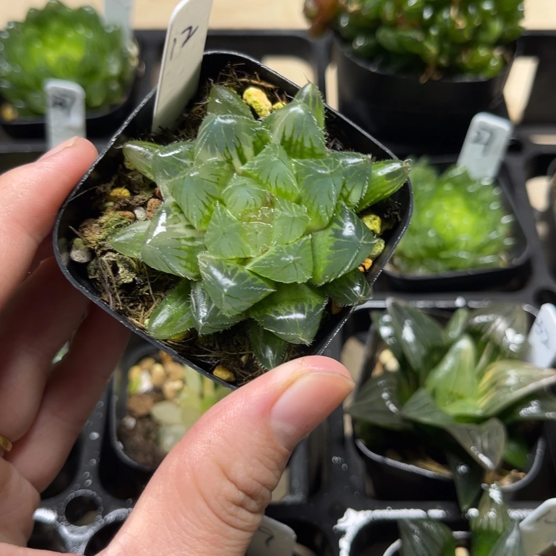 12冰魄玉露锦一物一拍