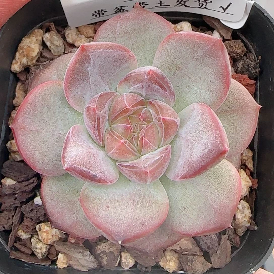 多肉0723-74琥珀天使珍妮