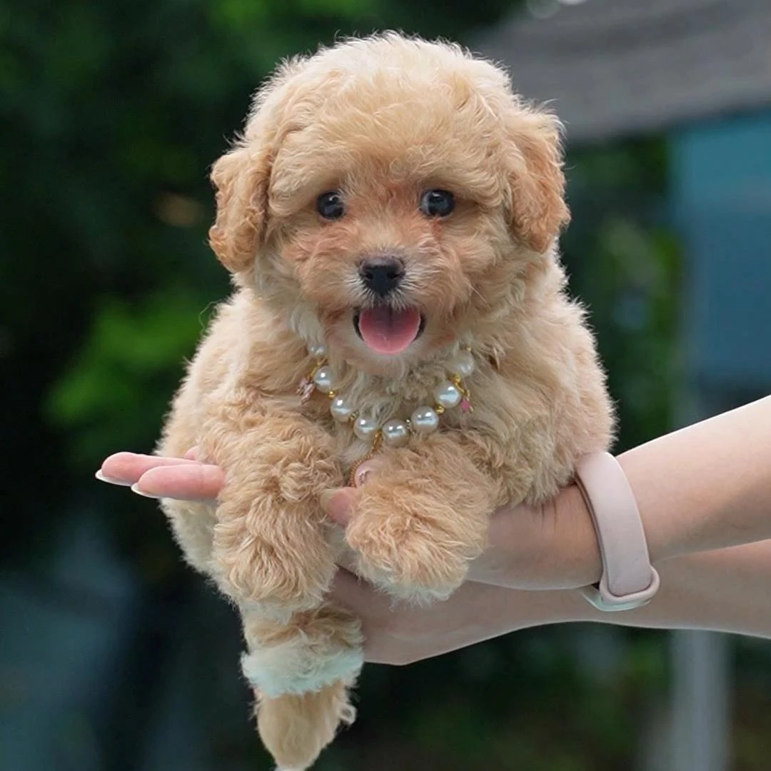 0723拍摄1号香槟泰迪狗狗幼犬弟弟①7.27②8.12③8.28