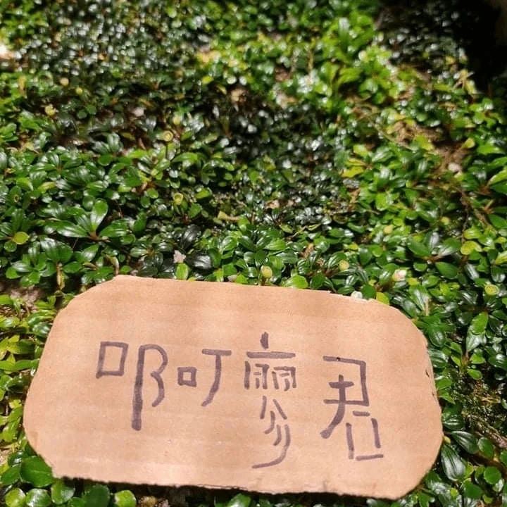 精品辣椒榕水草一份