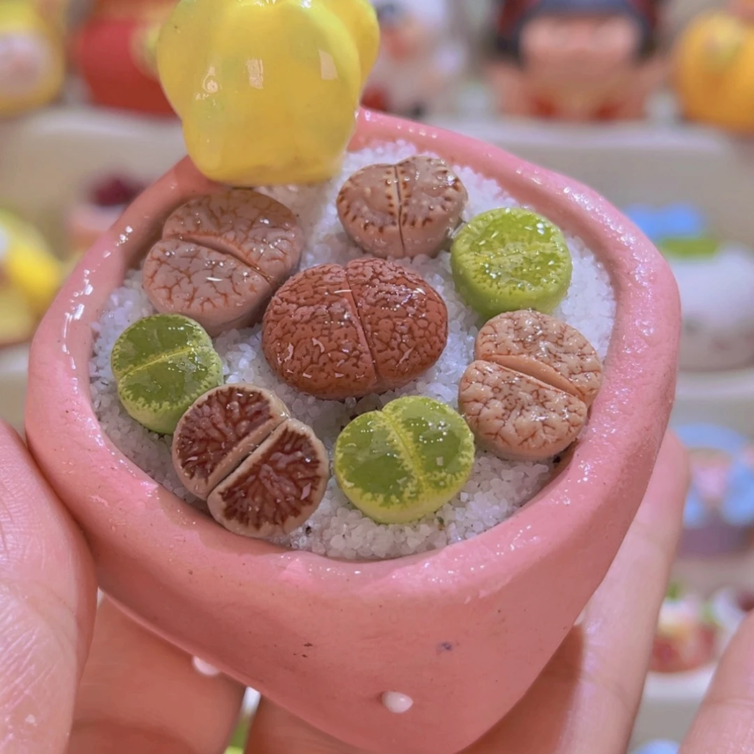 024生石花连盆带土包邮