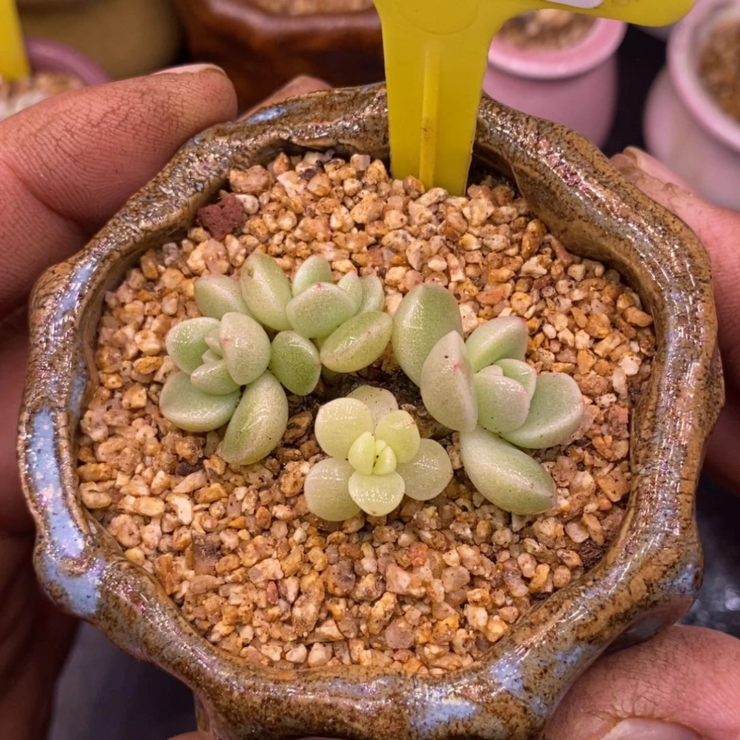 447冰玉群，带锦多肉