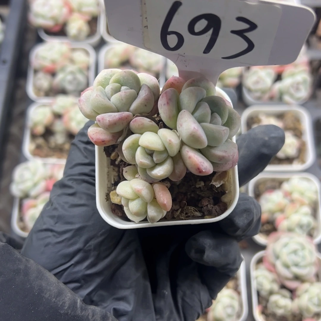 红陶碳*怪693号多肉植物