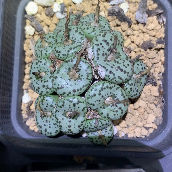 精品多肉植物精品多肉