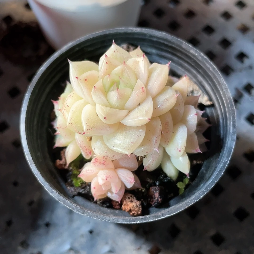 优选麦秆小精品8786